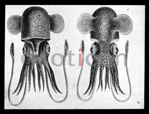 Tintenfisch | Squid  (foticon-600-simon-meer-363-060-sw.jpg)